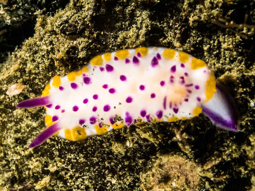 Mexichromis multituberculata